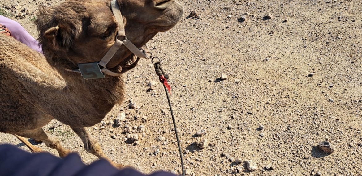 ANN016 – Le voyage en Egypte