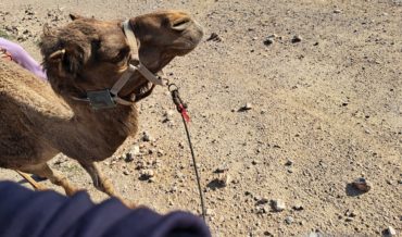 ANN016 – Le voyage en Egypte