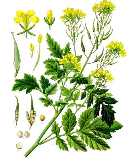 PER143- La parabole du grain de sénevé